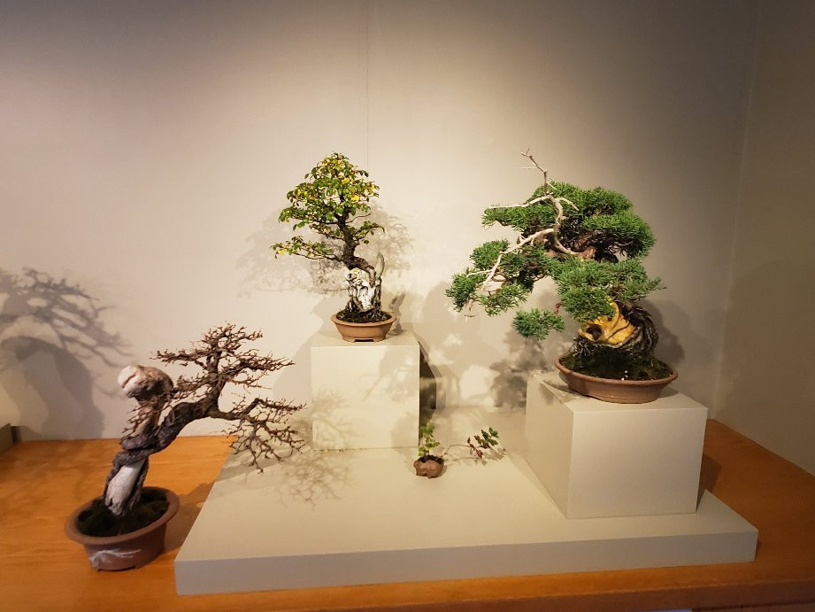 National Bonsai & Penjing Museum景点图片