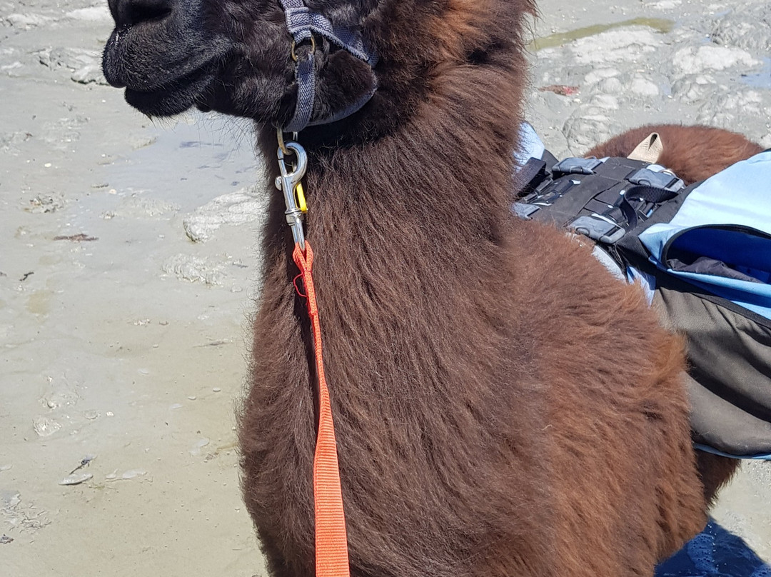 Kaikoura Llama Trekking景点图片