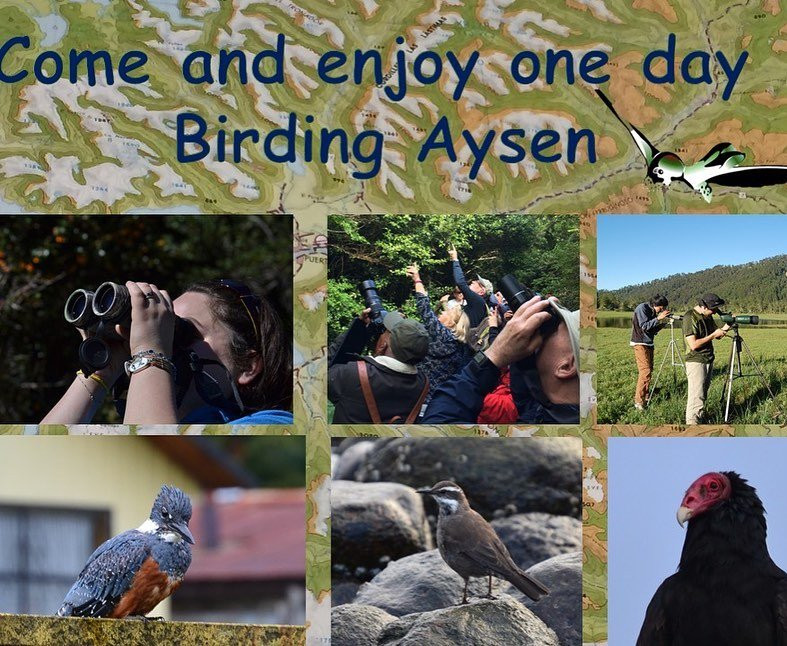 Chile Birding Chile-Puerto Aisen必去景点