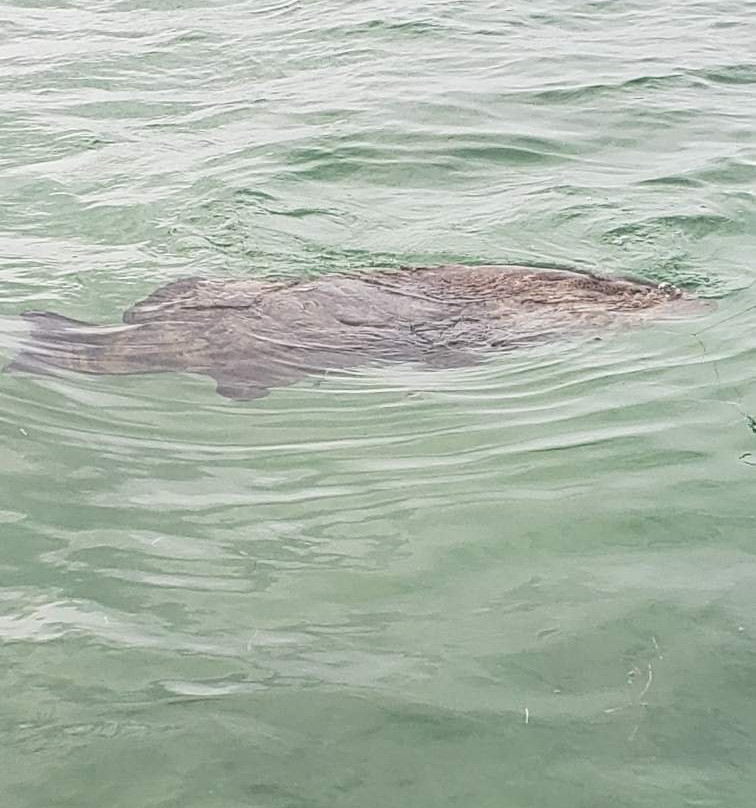 Captain Mel's Sportfishing Charters-基韦斯特必去景点