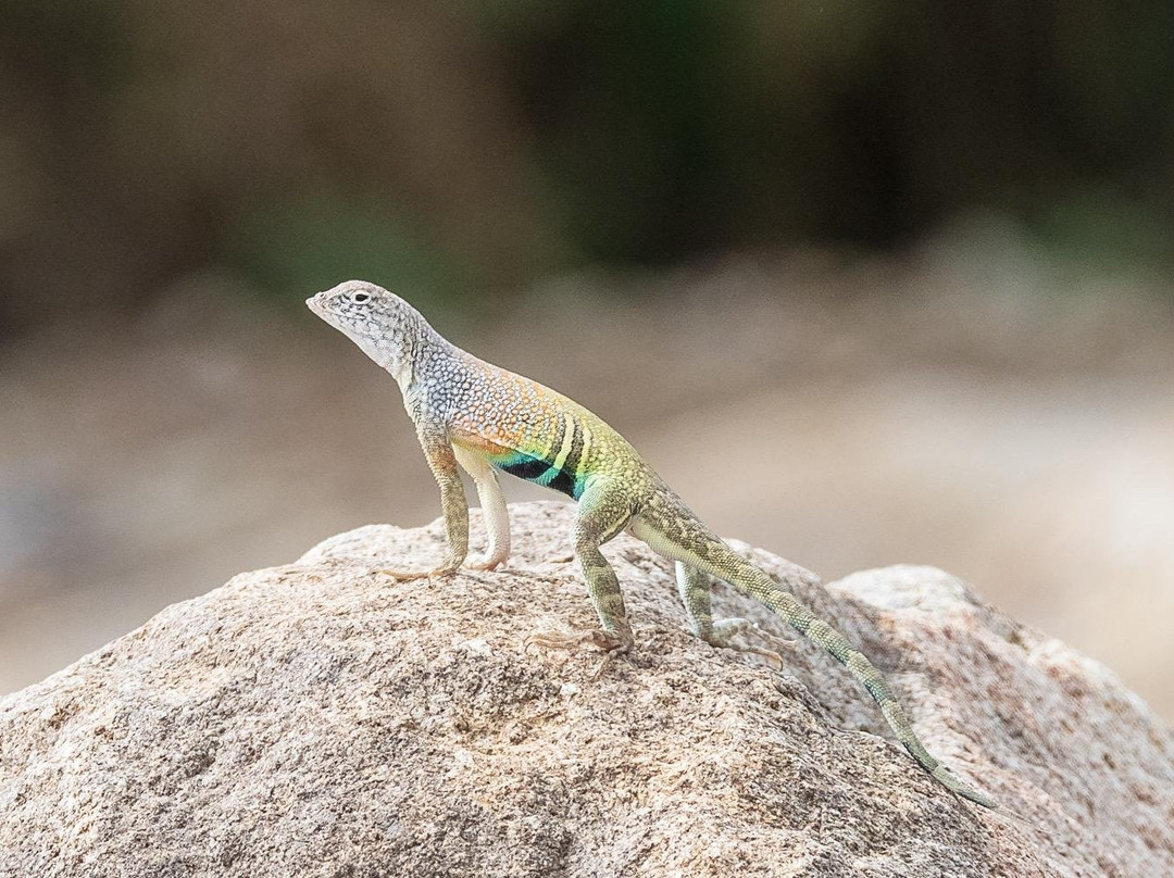 Big Bend Birding & Photo Tours-Terlingua必去景点
