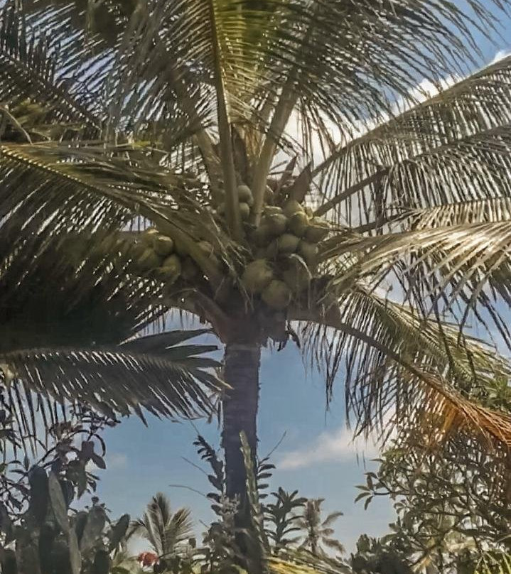 Villa Di Sawah Pejeng主图