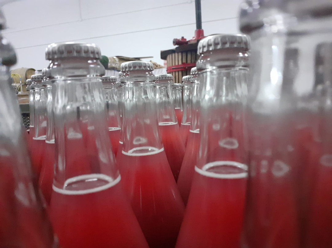 Bodegas Gratias景点图片