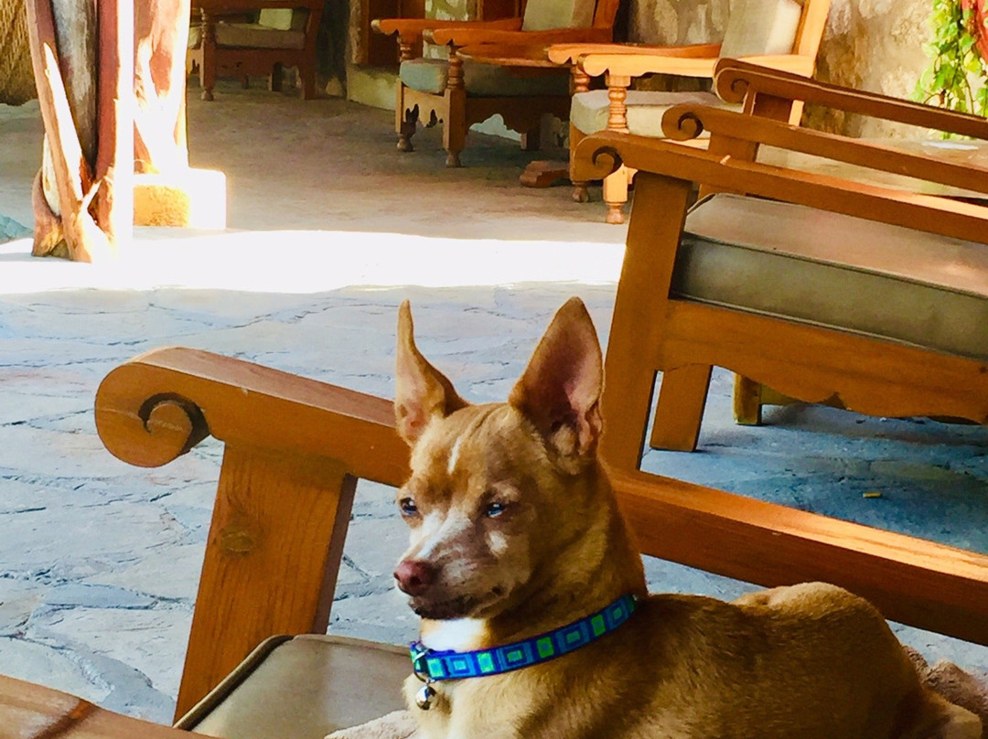 Hotel Palmas De Cortez主图