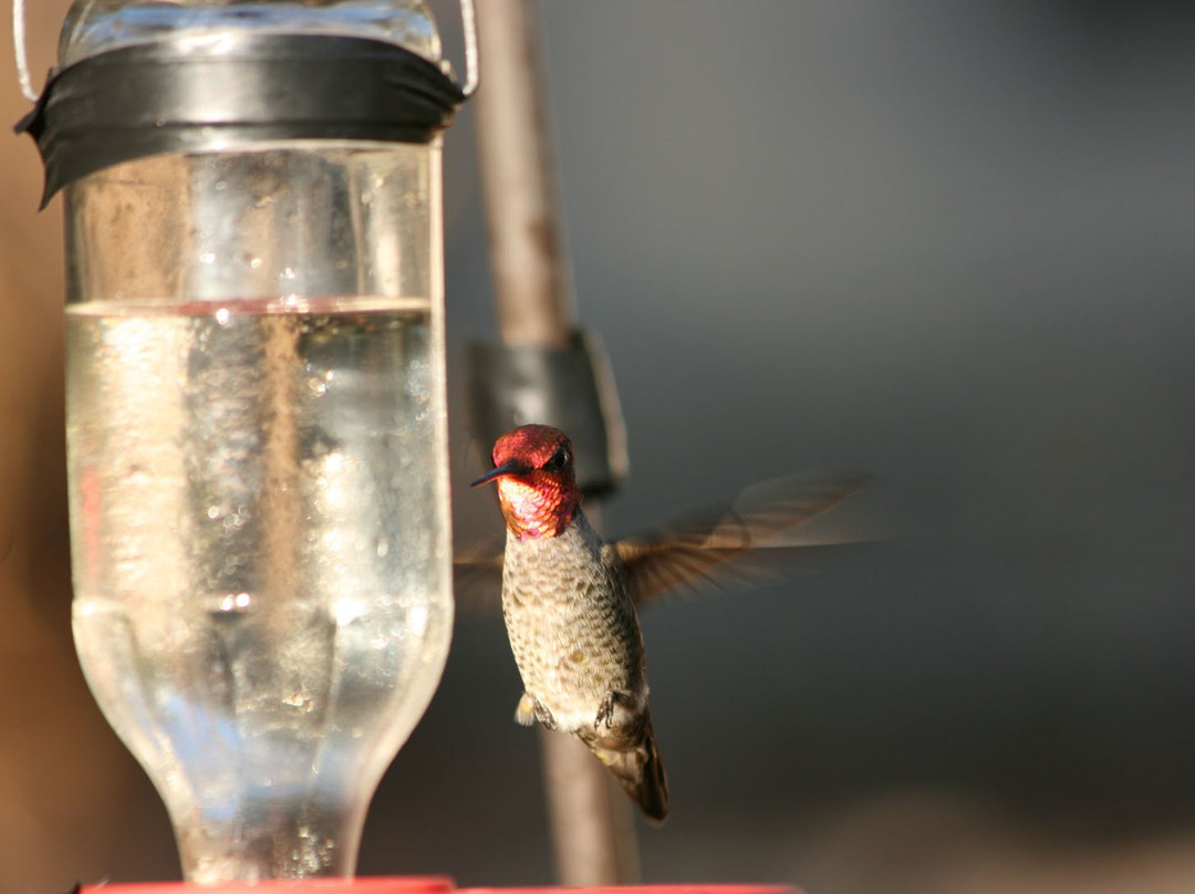 Battiste's Bed, Breakfast & Birds主图