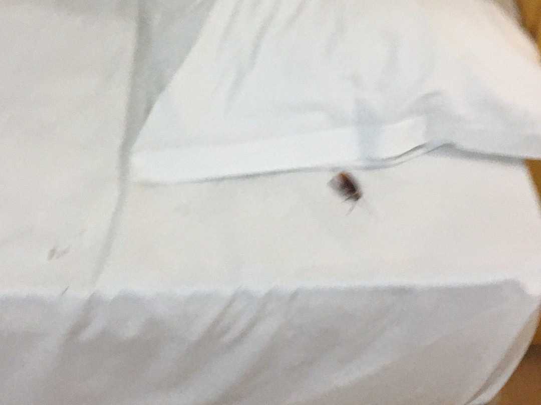 Itapetinga Hotel主图