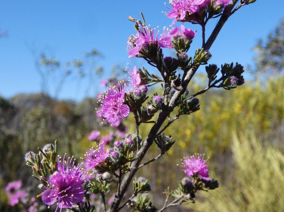 Ravensthorpe Range-Ravensthorpe必去景点