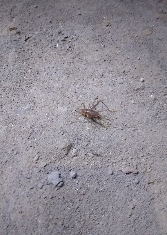 Caverna do Cafezal-伊波兰加必去景点