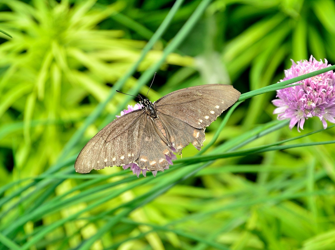 The Butterfly Haven景点图片