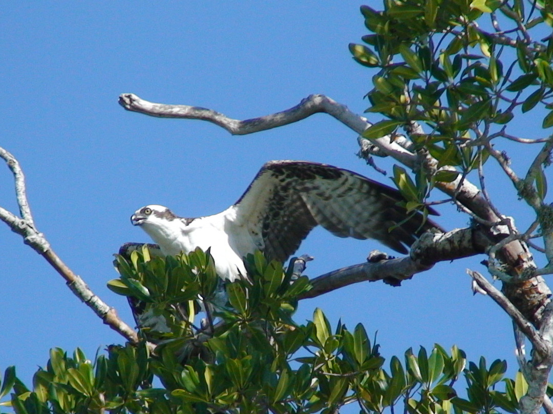 Everglades Backcountry Experience with Capt. Rodney Raffield-大沼泽地必去景点