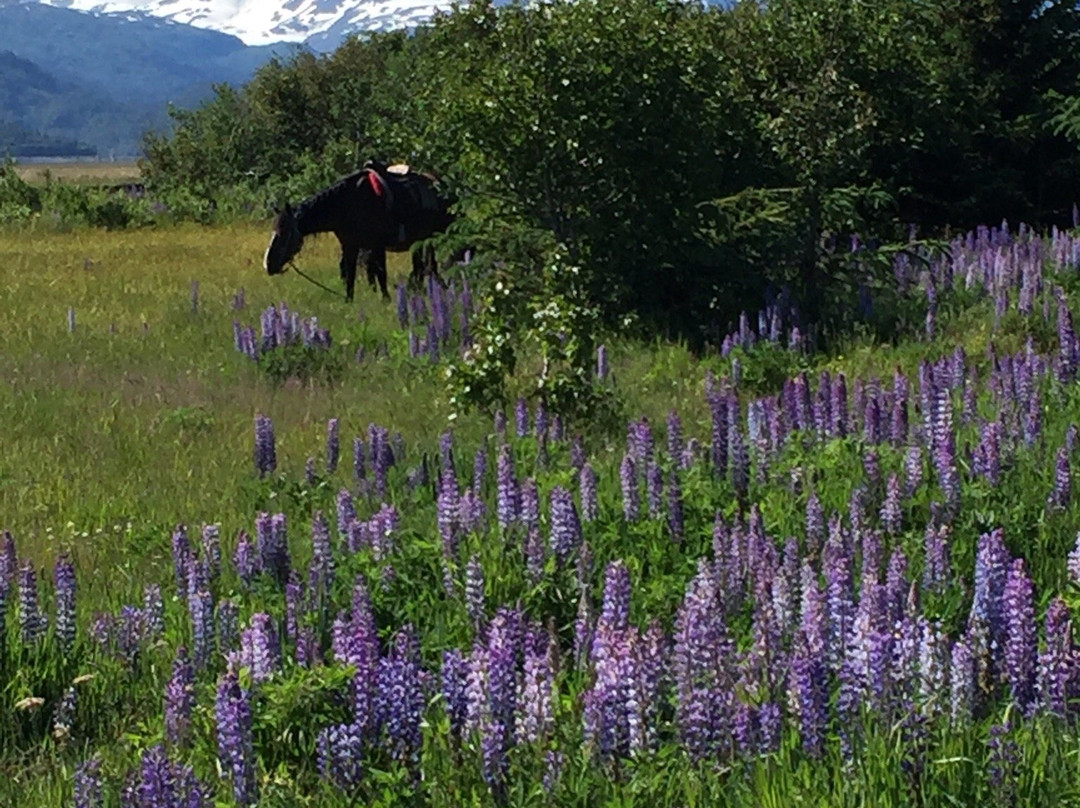 Trails End Horse Adventures-荷马必去景点
