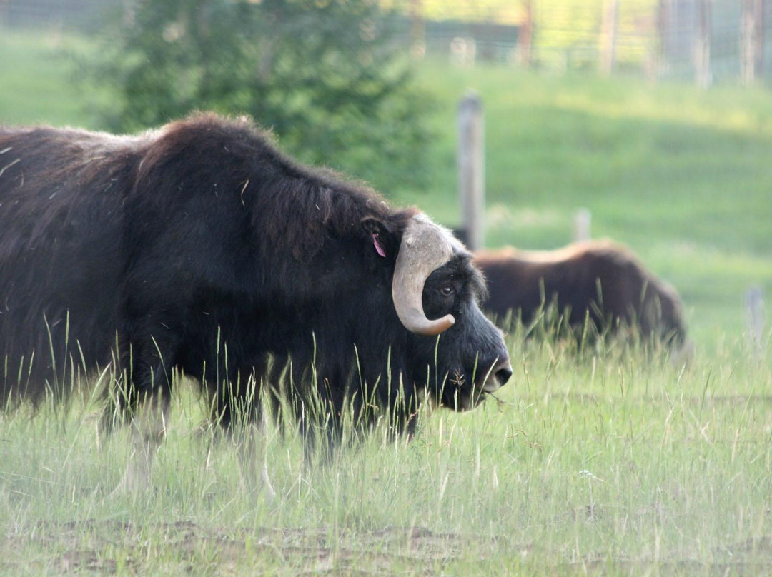 Large Animal Research Station