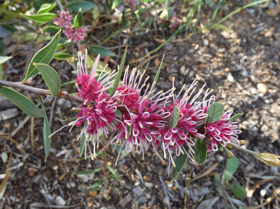 York Bushland Gardens景点图片