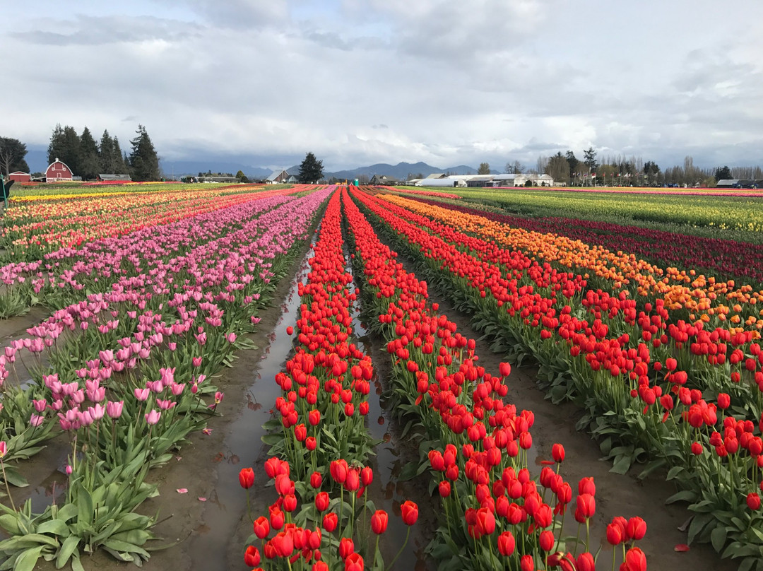 Tulip Town景点图片