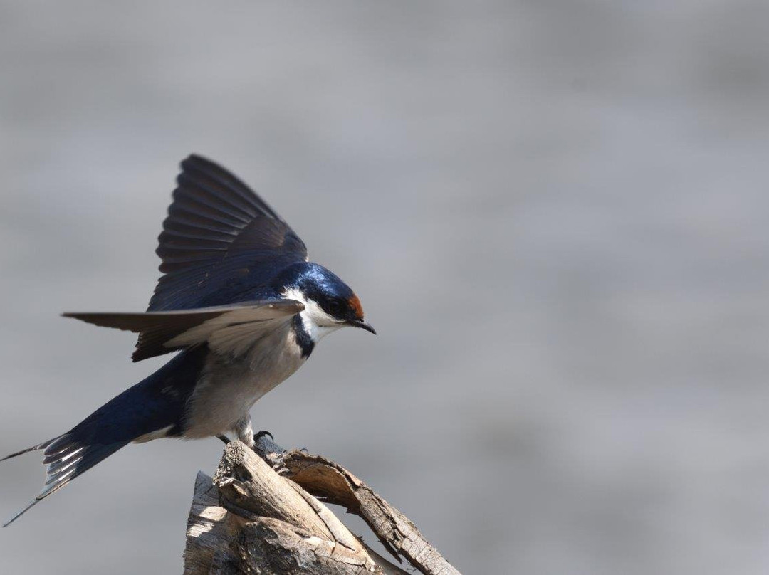 Marievale Bird Sanctuary-Nigel必去景点