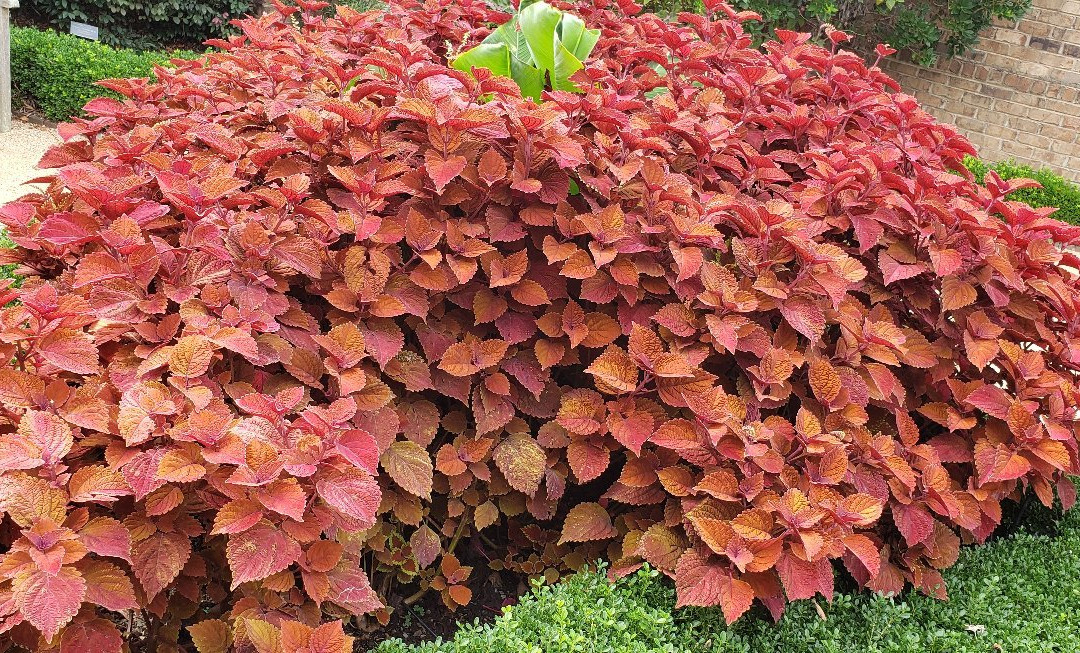Paul J Ciener Botanical Garden景点图片