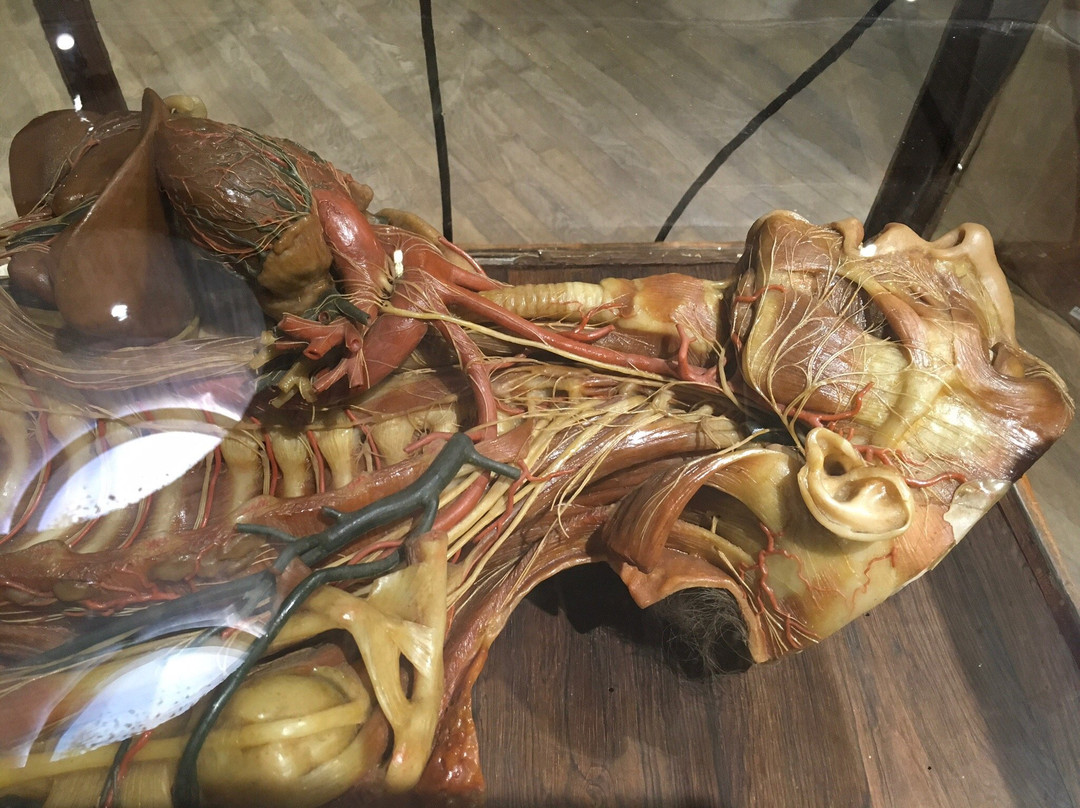 Museo delle Cere Anatomiche-卡利亚里省必去景点