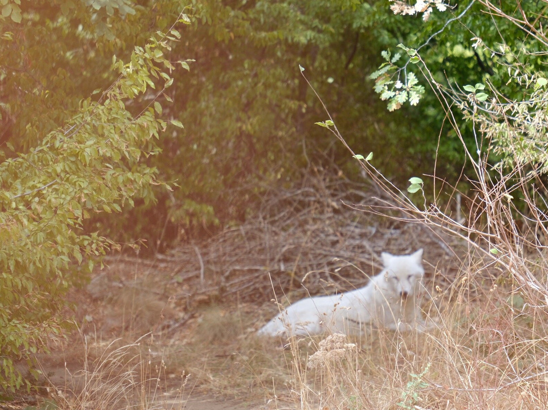 Wolf & Lynx Conservation Area景点图片