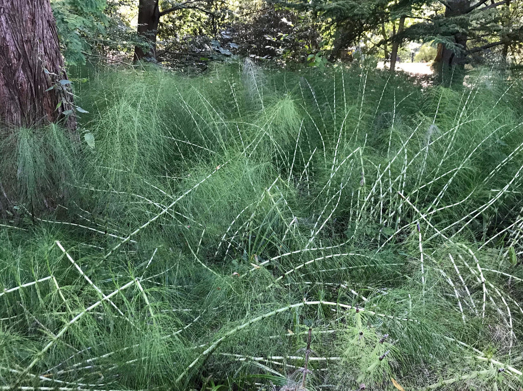 Forstbotanischer Garten景点图片