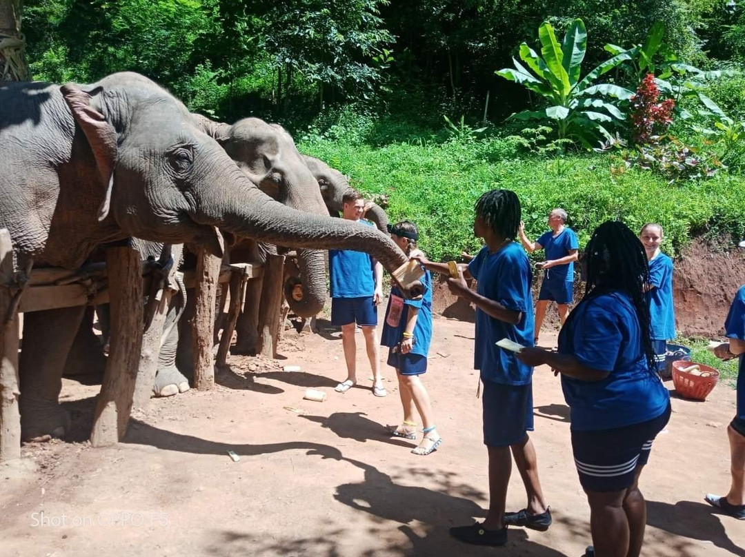 Elephant Sanctuary Adventure By Chiangmai Best Travel-Si Phum必去景点