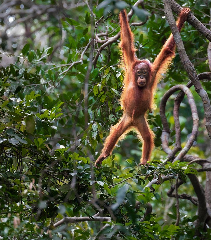 Pondok Tanggui Orangutan Rehabilitation Center-Kumai必去景点