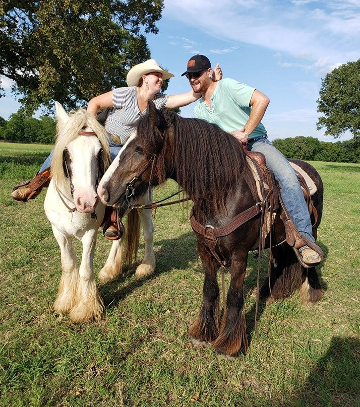 Aunique Ranch Gypsy Cob Vanner Horses-Huntsville必去景点