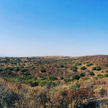 Olive Tree Farm主图