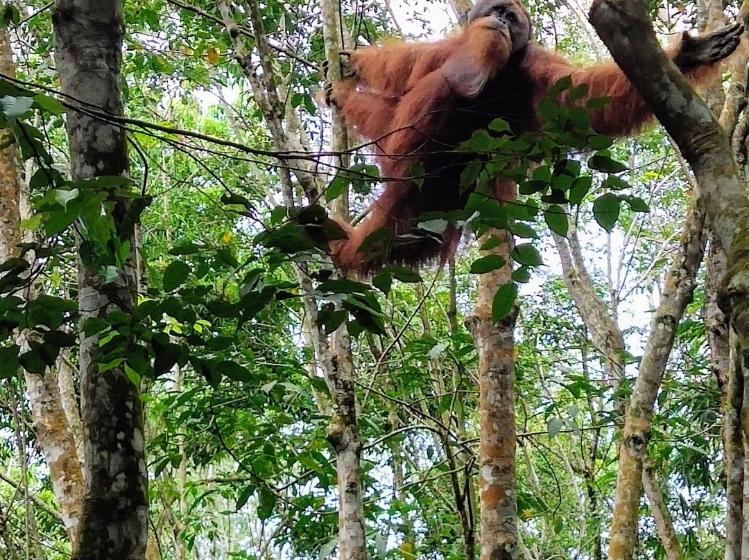 Bukit Lawang Jungle-武吉拉旺必去景点