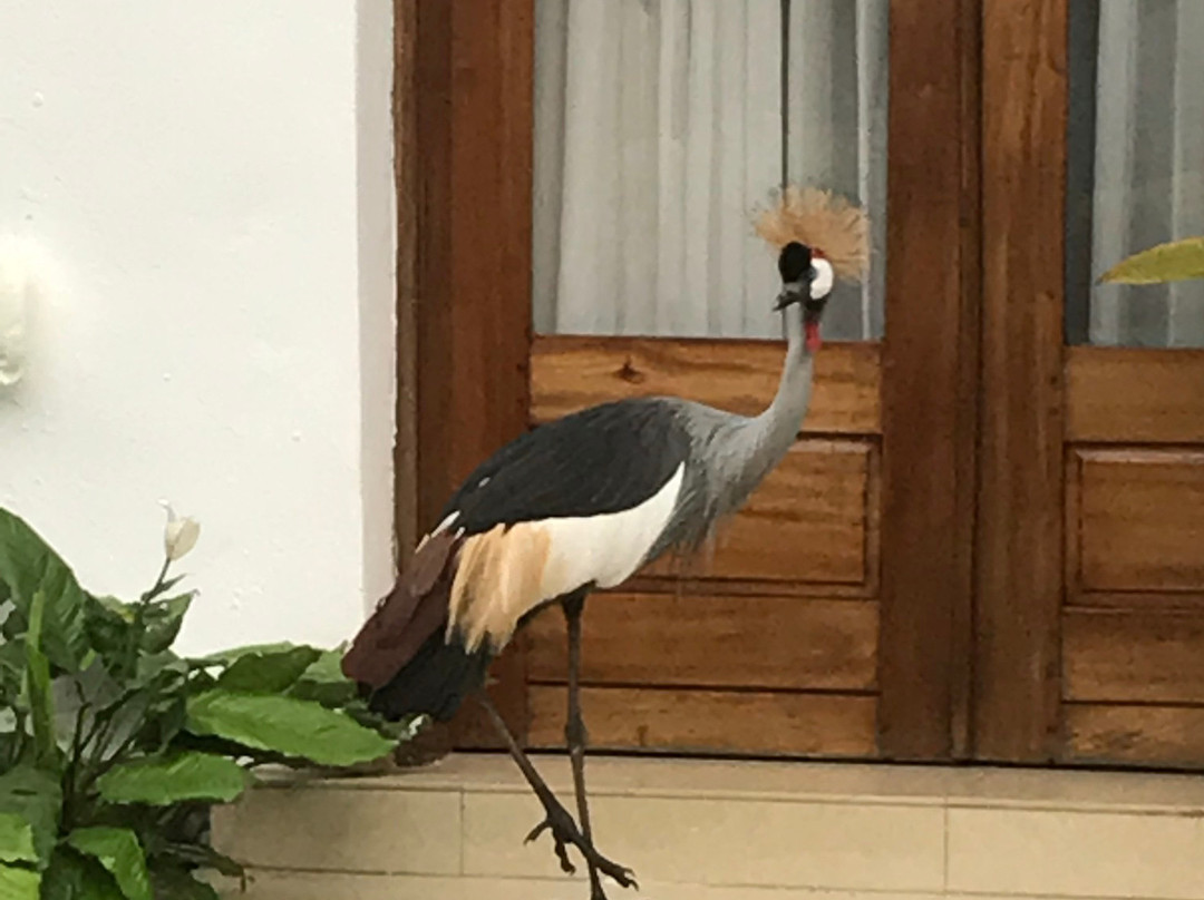 Albertine Hotel主图