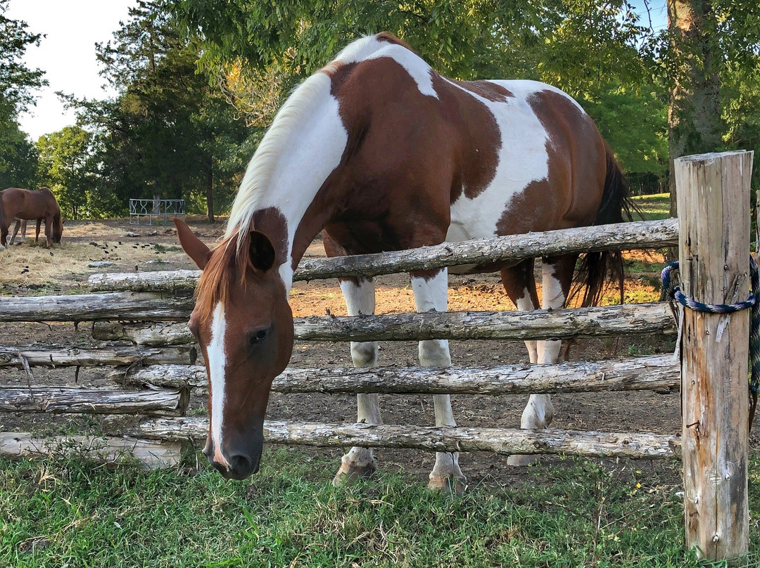 JuRo Stables-Mount Juliet必去景点