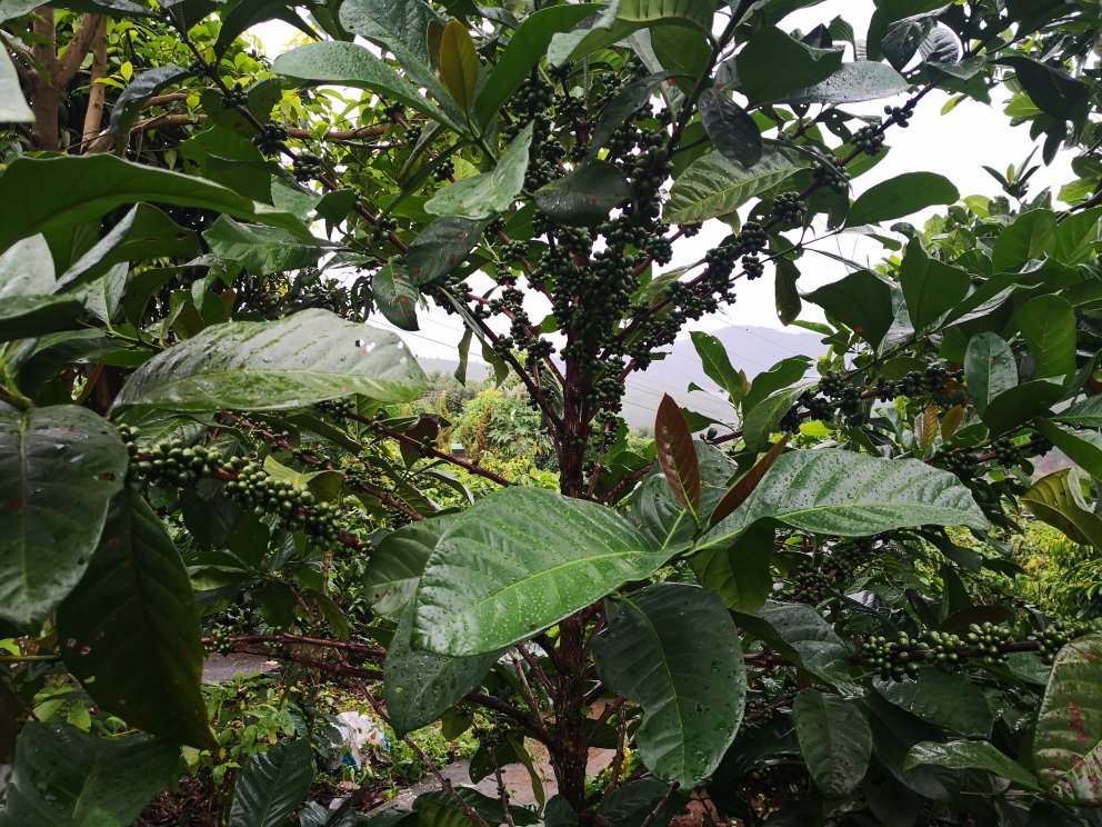 正宗家庭民宿-官方