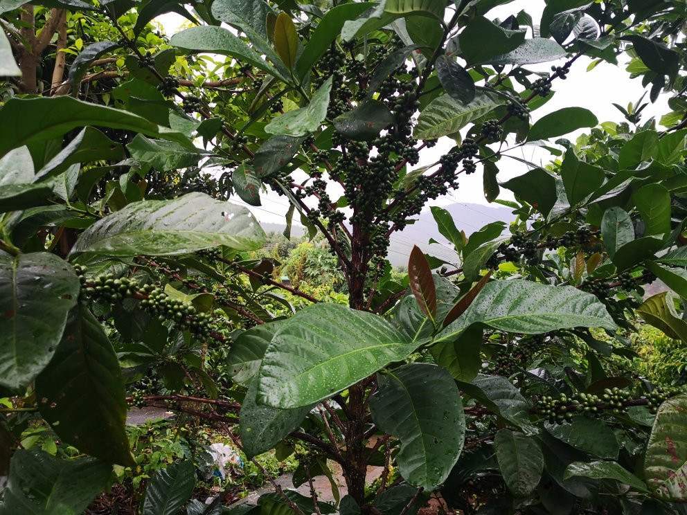 正宗家庭民宿主图