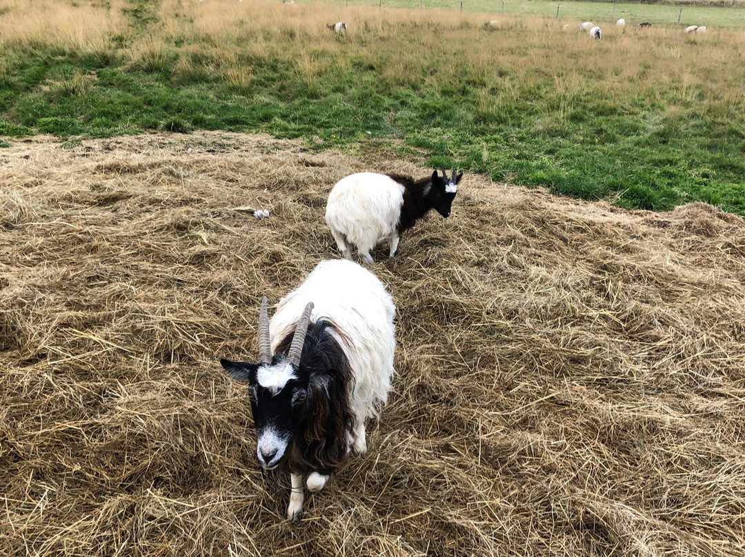 Skalatjorn Guesthouse主图