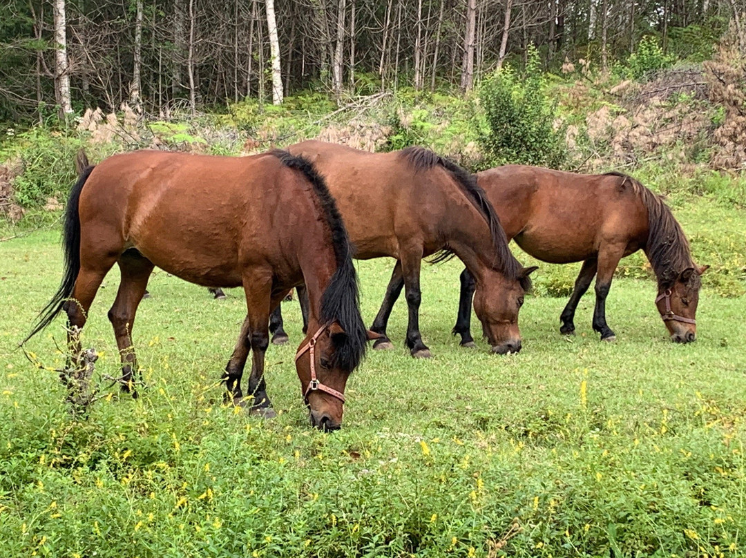 Kisomanosato-木曾町必去景点