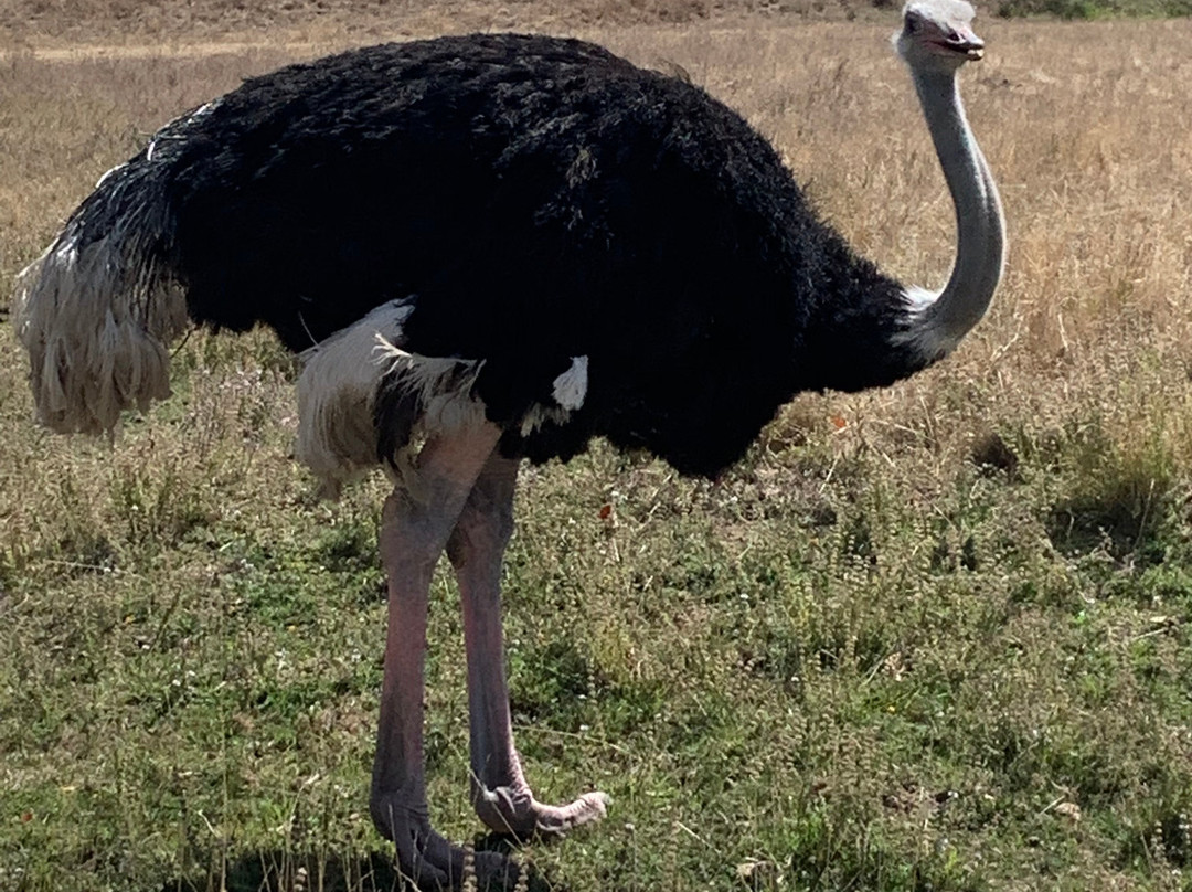 Wildlife Safari景点图片
