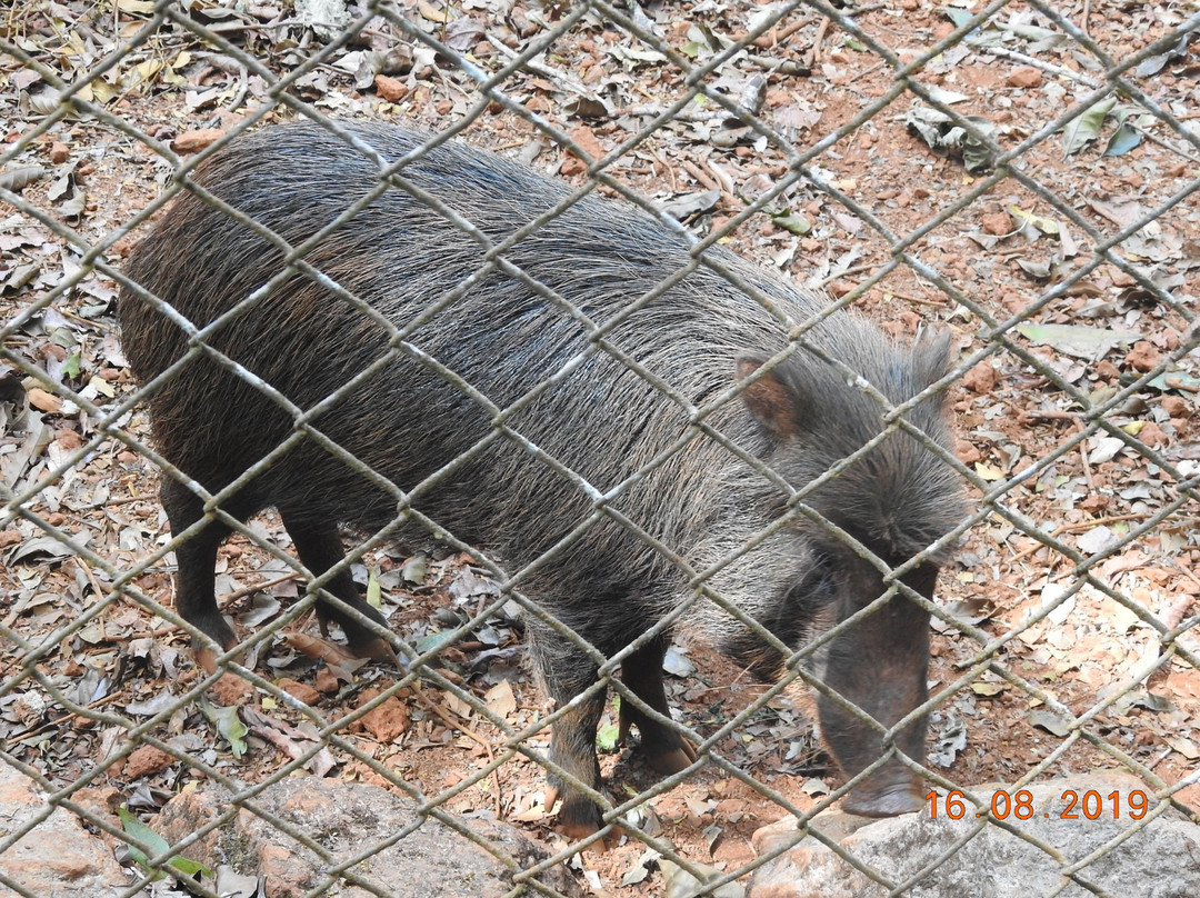 BioParque Vale Amazônia-Parauapebas必去景点