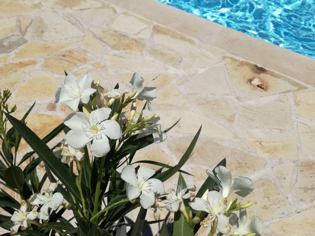 Villa Ela Appartements - Appartements Marie Oder Leon主图