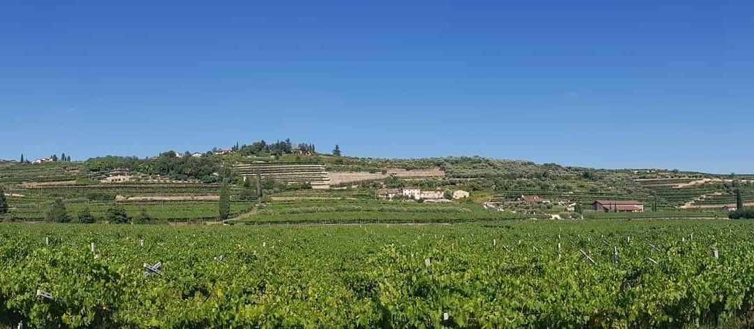 B&B Valpolicella 68主图