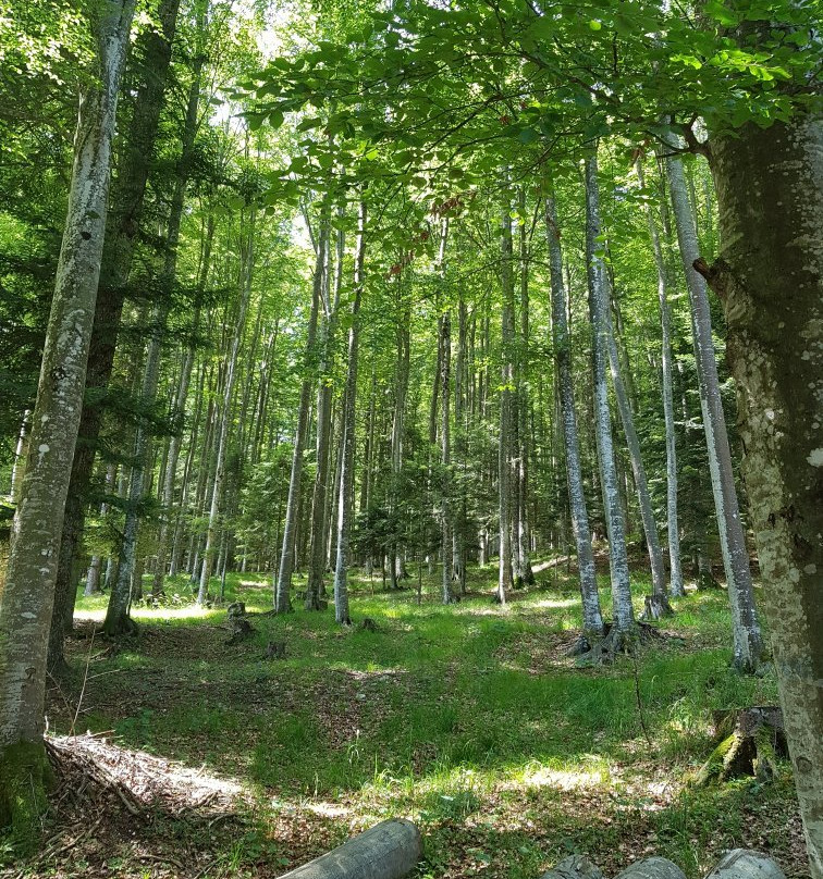 Riserva Naturale Val Alba景点图片
