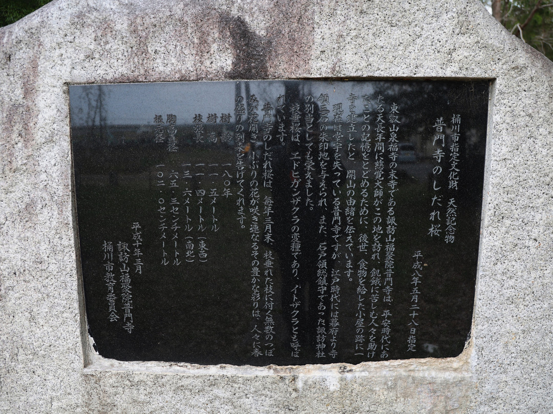Fumonji Temple Cherry Tree