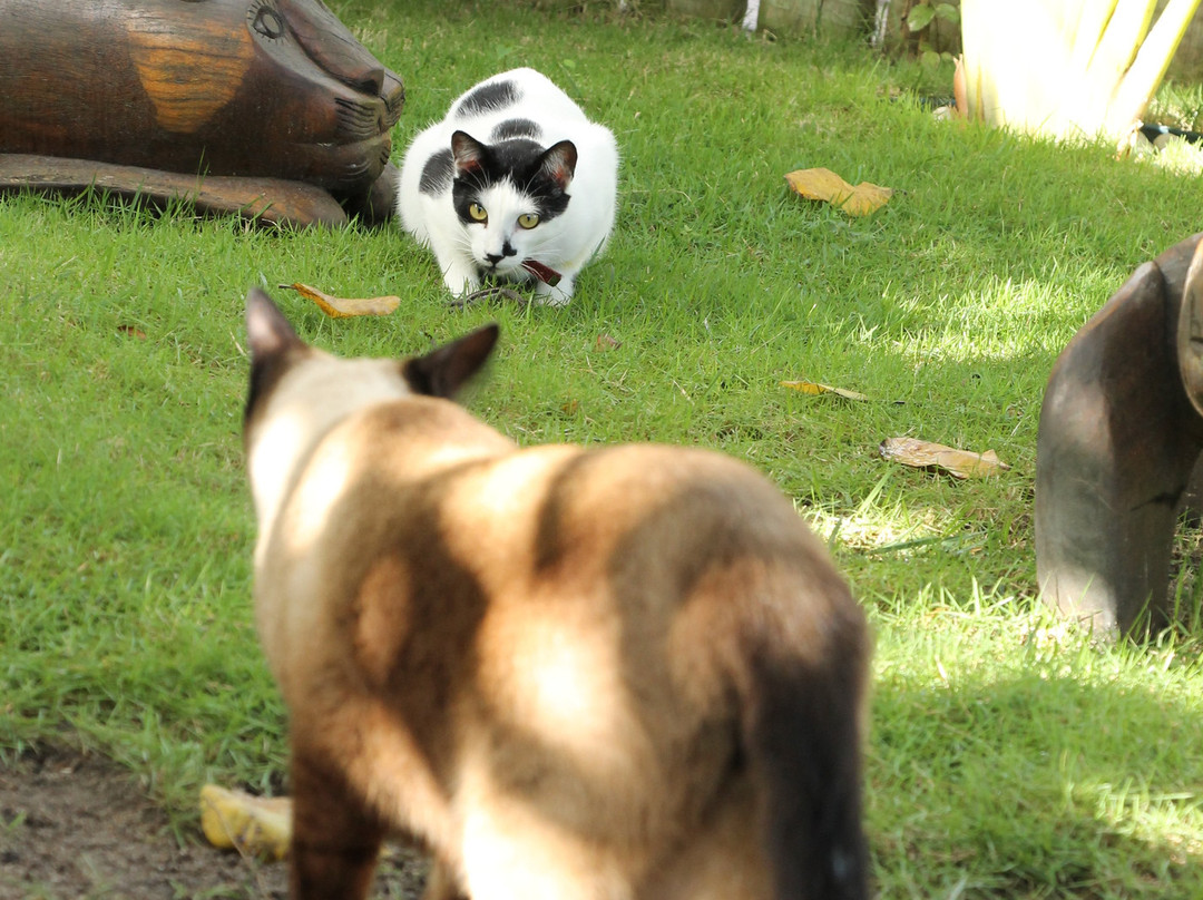 Pousada Estrela do Mar主图