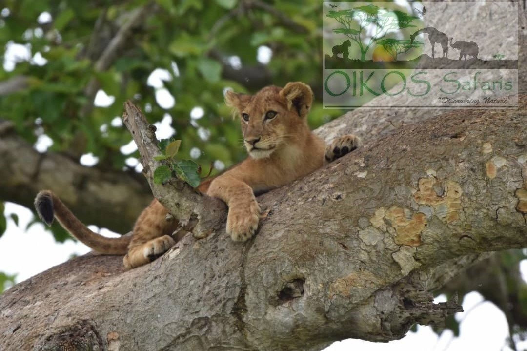 Oikos Safaris-坎帕拉必去景点