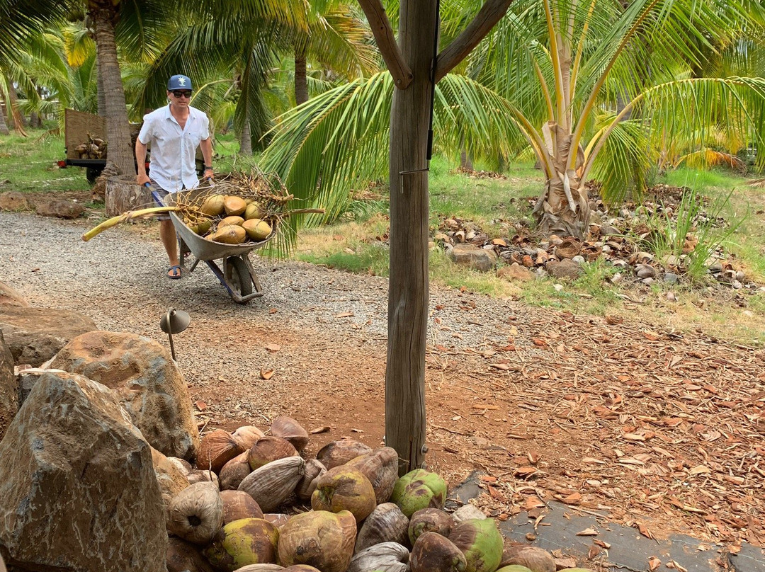 Maui Coconut Tour at Punakea Palms景点图片