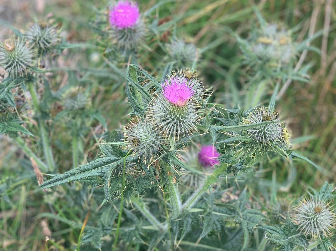Lomond Hills-Falkland必去景点
