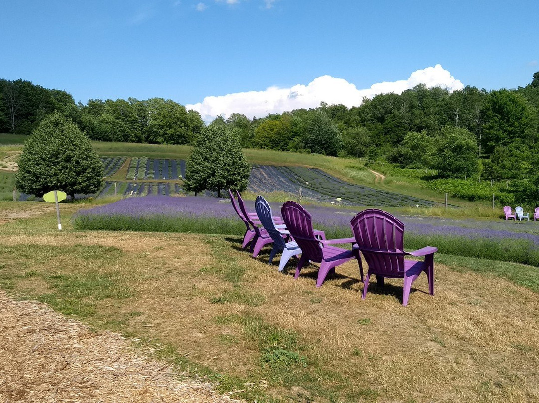 The Lavender Hill景点图片