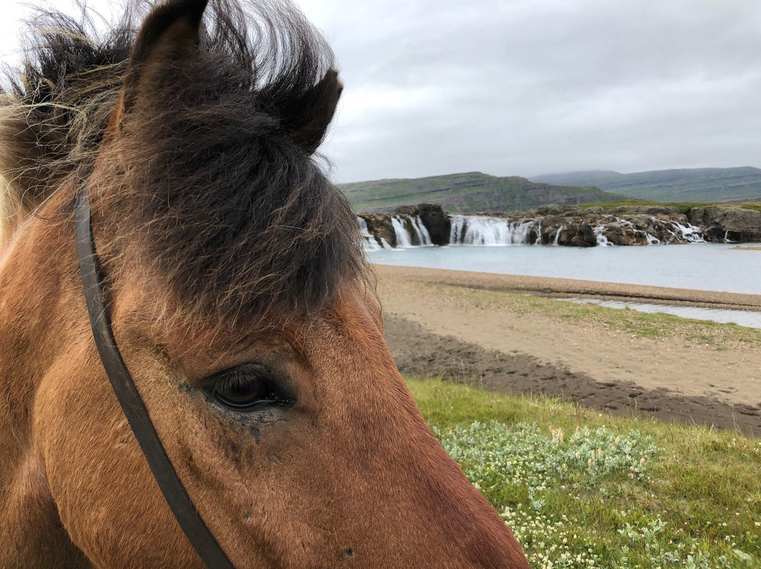 Fell Horse Rental-Breiddalsvik必去景点