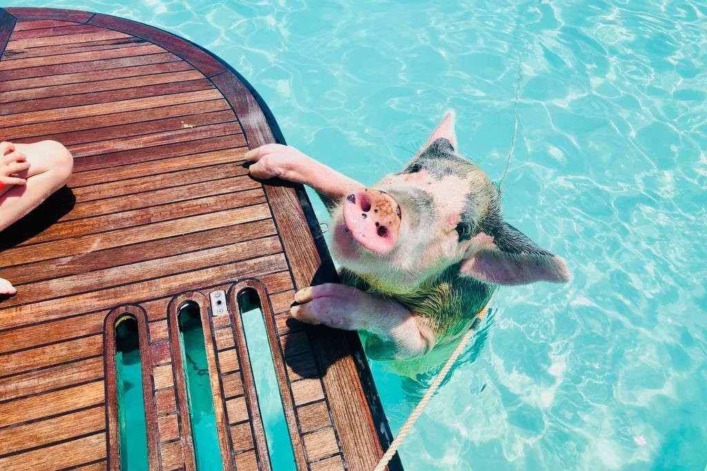 Charter Me Bahamas-拿骚必去景点