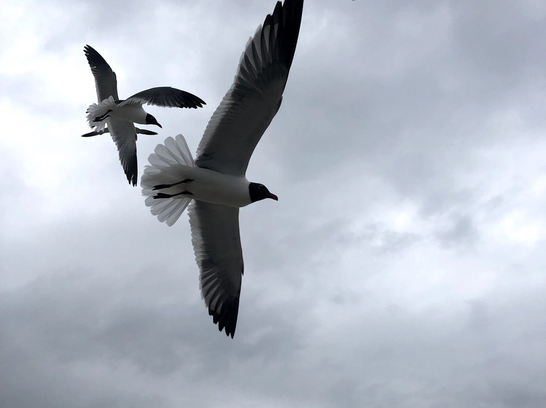 Malaquite Beach-科珀斯克里斯蒂市必去景点
