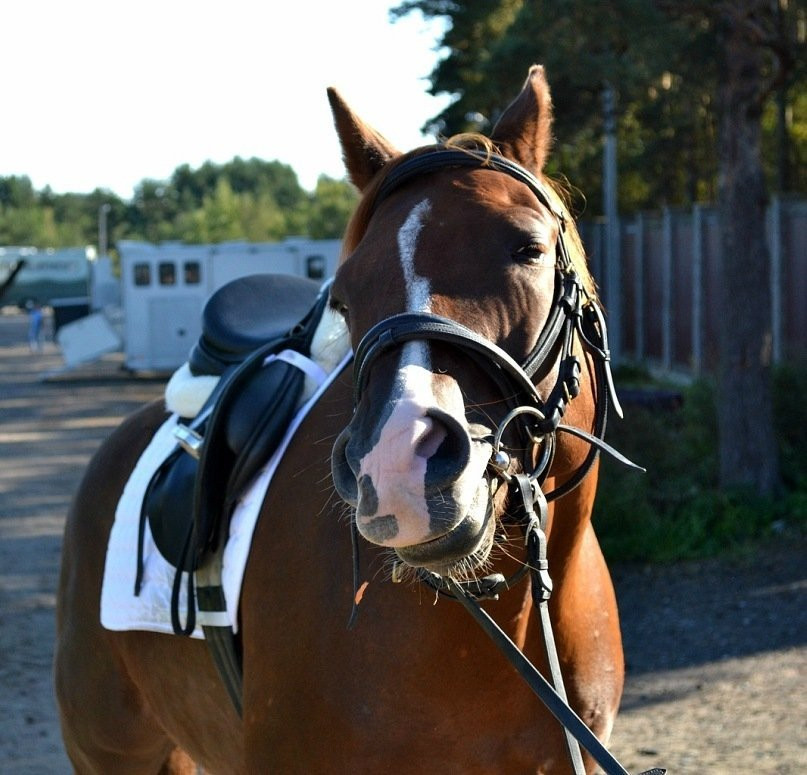 Tosno Equestrian Club Status景点图片
