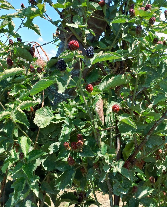 Stover's Farm Market and U-pic-Berrien Springs必去景点